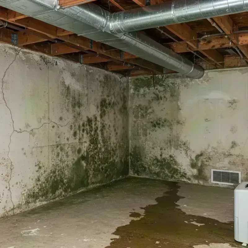 Professional Mold Removal in Fort Carson, CO